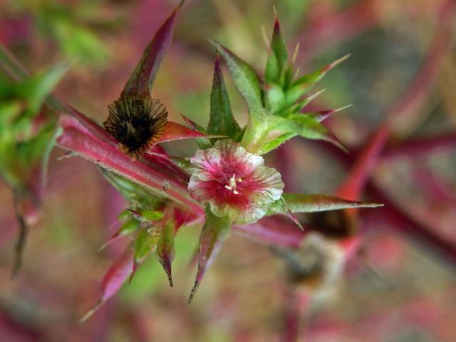 Slanobýl (Salsola paulsenii Litv.)