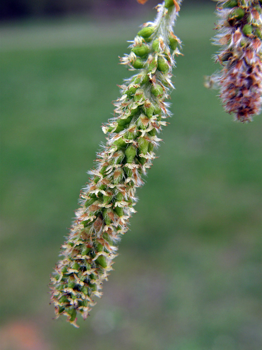 Topol bílý (Populus alba L.)