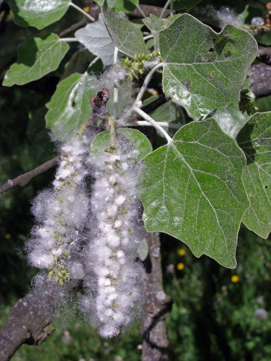 Topol bílý (Populus alba L.)