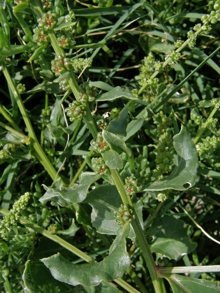 Řepa přímořská (Beta vulgaris var. maritima (L.) Arcang)