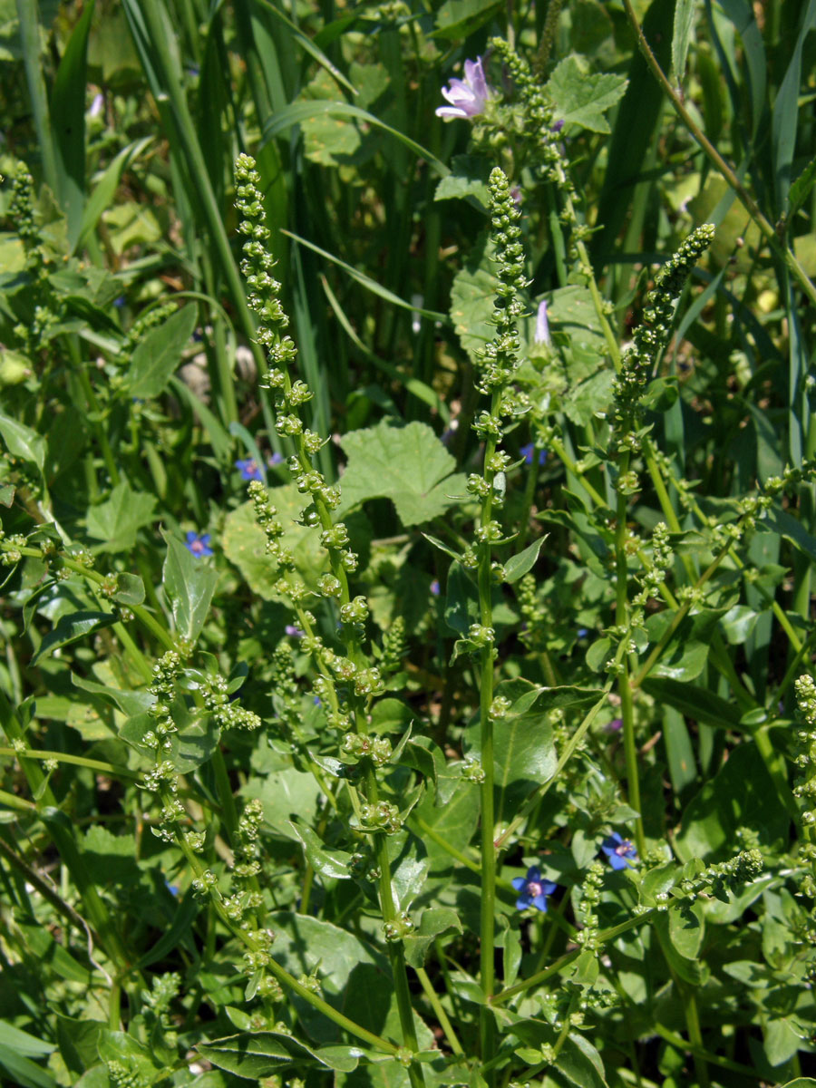 Řepa přímořská (Beta vulgaris var. maritima (L.) Arcang)