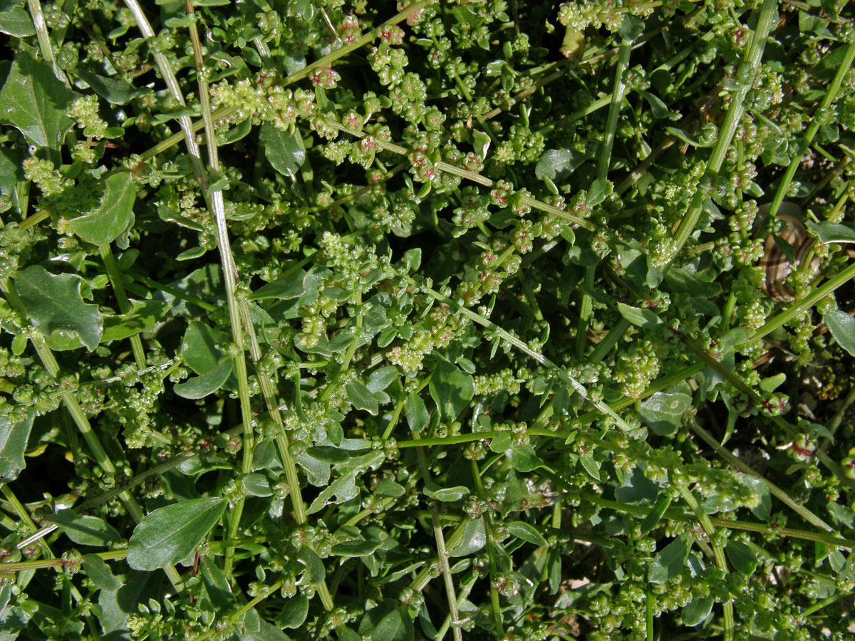 Řepa přímořská (Beta vulgaris var. maritima (L.) Arcang)