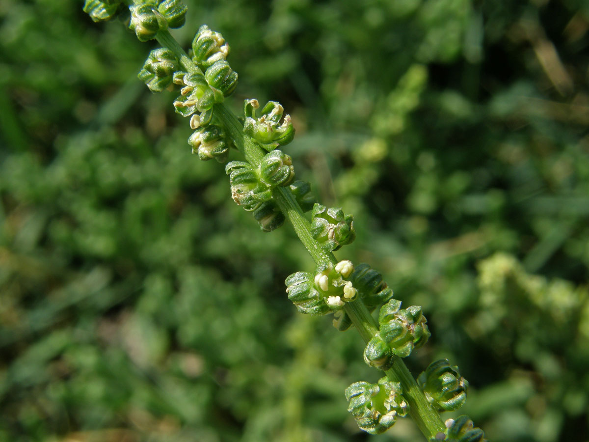 Řepa přímořská (Beta vulgaris var. maritima (L.) Arcang)