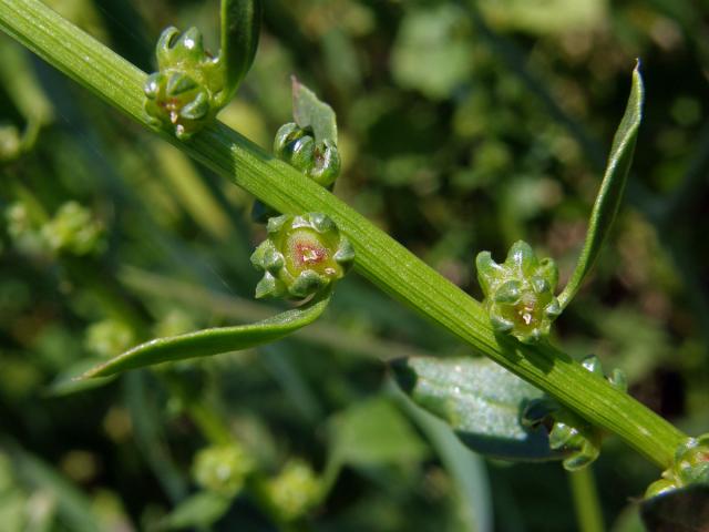 Řepa přímořská (Beta vulgaris var. maritima (L.) Arcang)