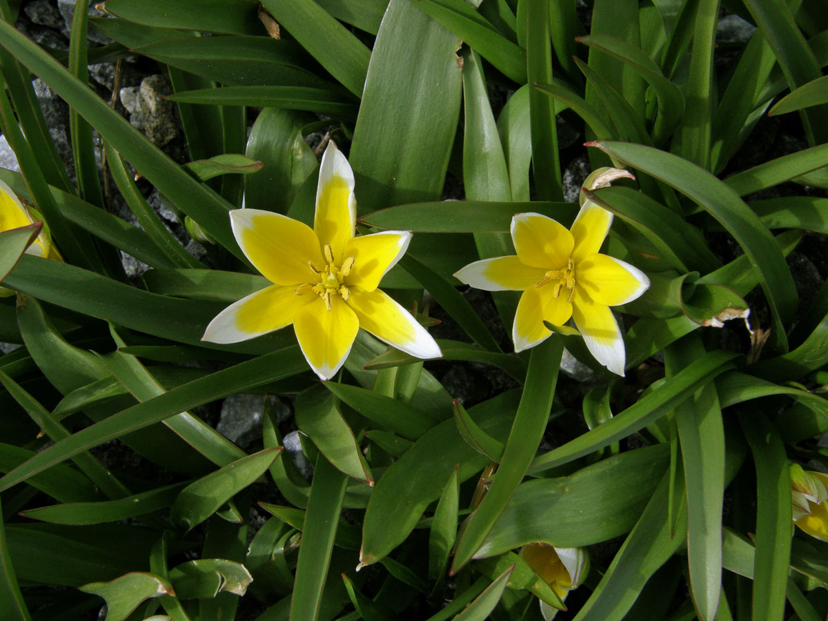 Tulipán (Tulipa tarda Stapf)