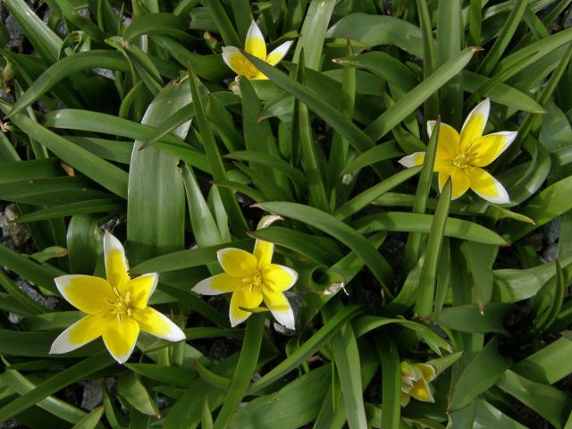 Tulipán (Tulipa tarda Stapf)