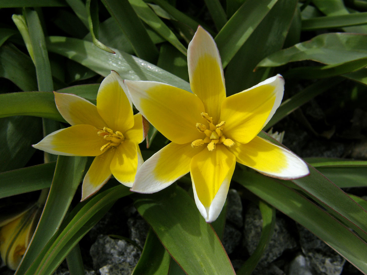 Tulipán (Tulipa tarda Stapf)