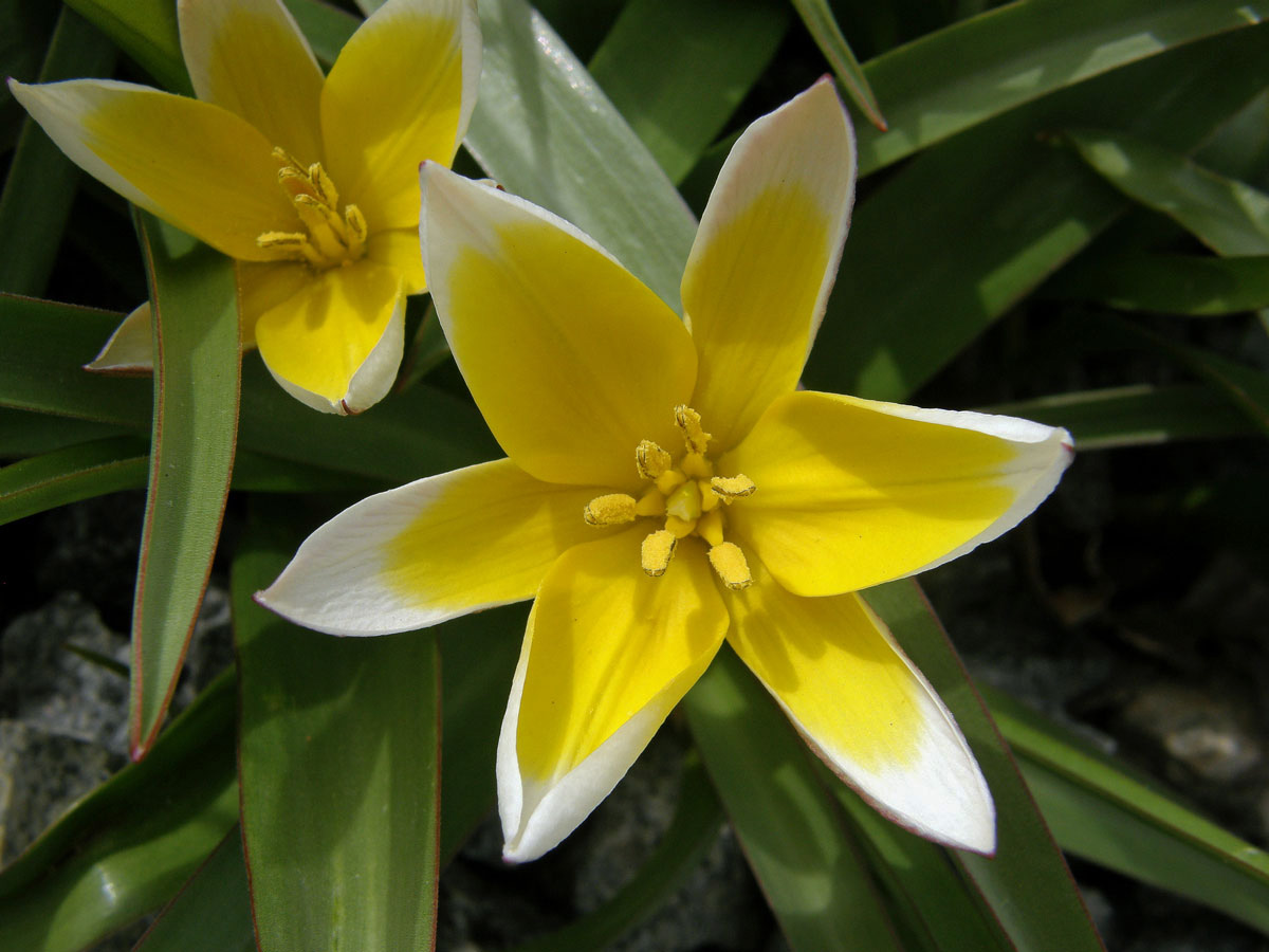 Tulipán (Tulipa tarda Stapf)