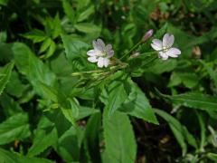 Vrbovka horská (Epilobium montanum L.)