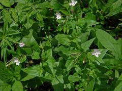 Vrbovka horská (Epilobium montanum L.)