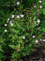 Vrbovka horská (Epilobium montanum L.)