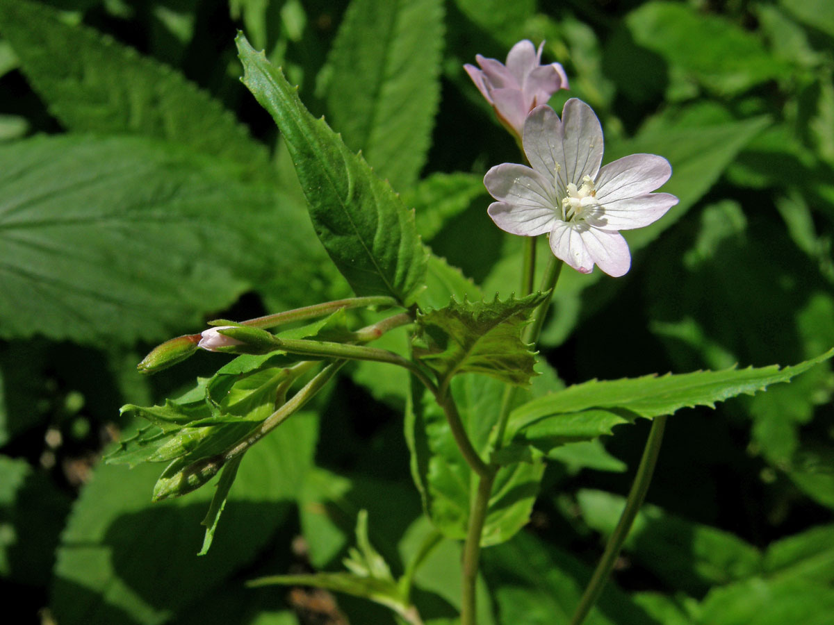 Vrbovka horská (Epilobium montanum L.)