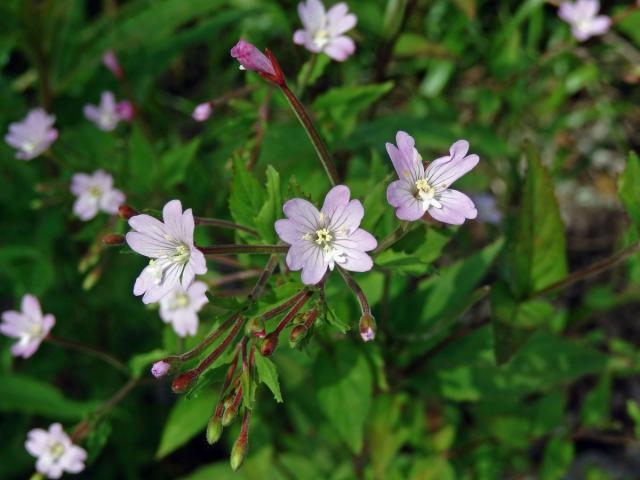 Vrbovka horská (Epilobium montanum L.)