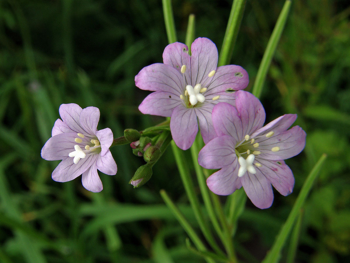 Vrbovka horská (Epilobium montanum L.)