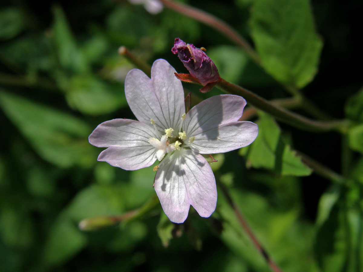 Vrbovka horská (Epilobium montanum L.)