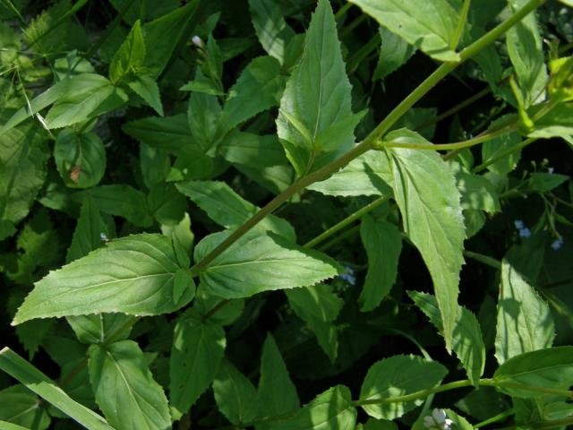 Vrbovka horská (Epilobium montanum L.)