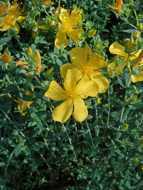 Třezalka olympská (Hypericum olympicum L.)