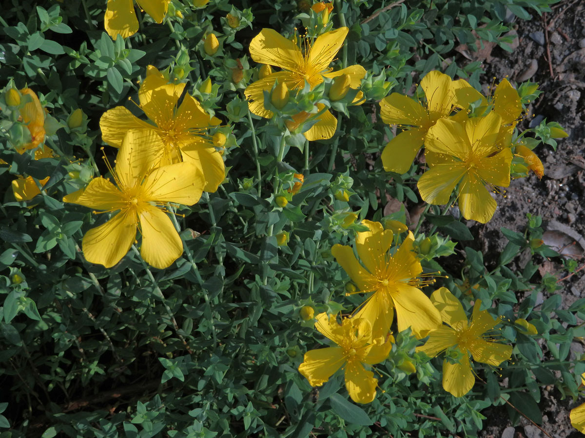 Třezalka olympská (Hypericum olympicum L.)