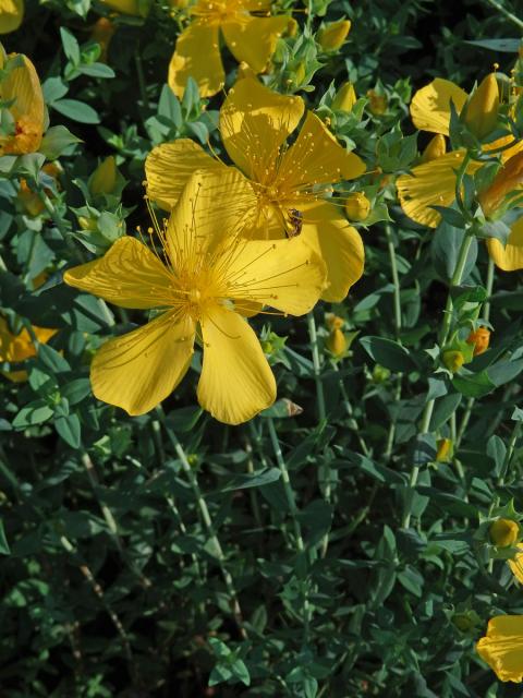 Třezalka olympská (Hypericum olympicum L.)