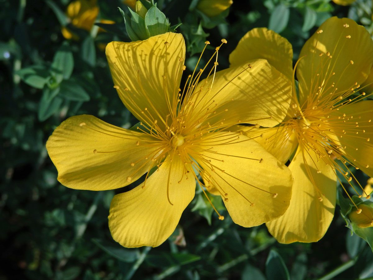 Třezalka olympská (Hypericum olympicum L.)