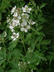 Ostružiník křovitý (Rubus fruticosus agg.)