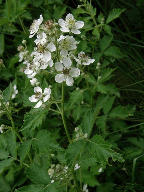 Ostružiník křovitý (Rubus fruticosus agg.)