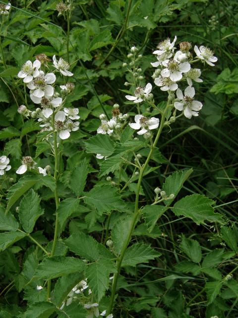 Ostružiník křovitý (Rubus fruticosus agg.)