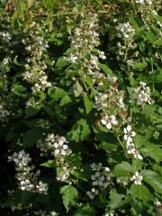 Ostružiník křovitý (Rubus fruticosus agg.)