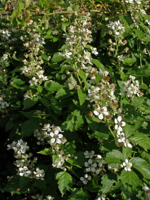 Ostružiník křovitý (Rubus fruticosus agg.)