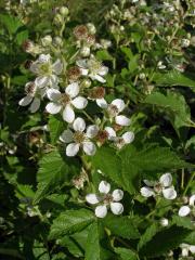 Ostružiník křovitý (Rubus fruticosus agg.)