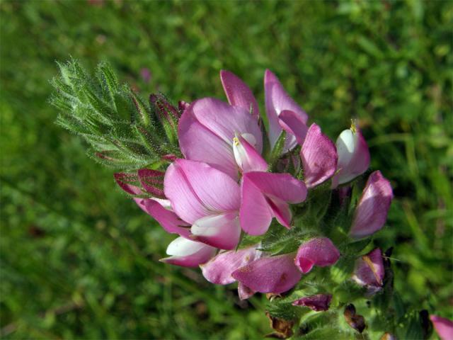 Jehlice rolní (Ononis arvensis L.)