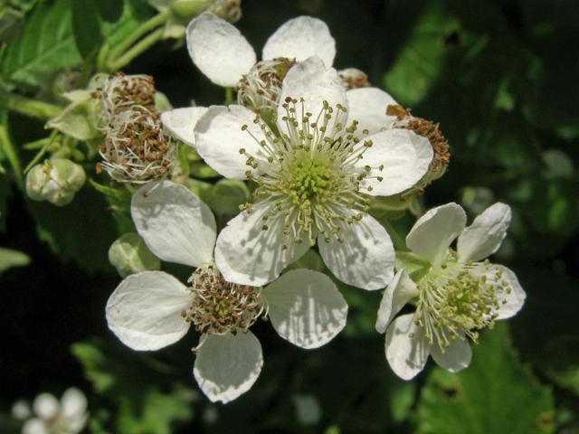 Ostružiník křovitý (Rubus fruticosus agg.)