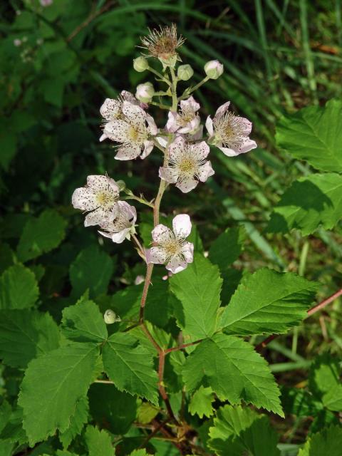 Ostružiník křovitý (Rubus fruticosus agg.)