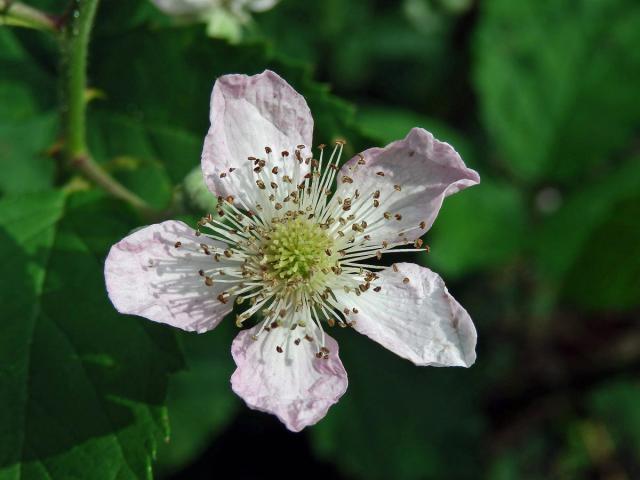 Ostružiník křovitý (Rubus fruticosus agg.)