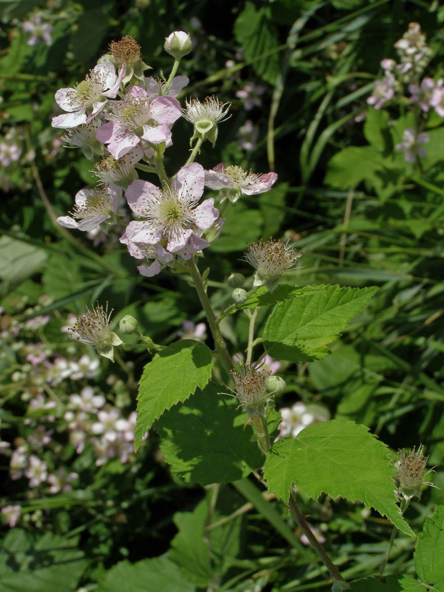 Ostružiník křovitý (Rubus fruticosus agg.)