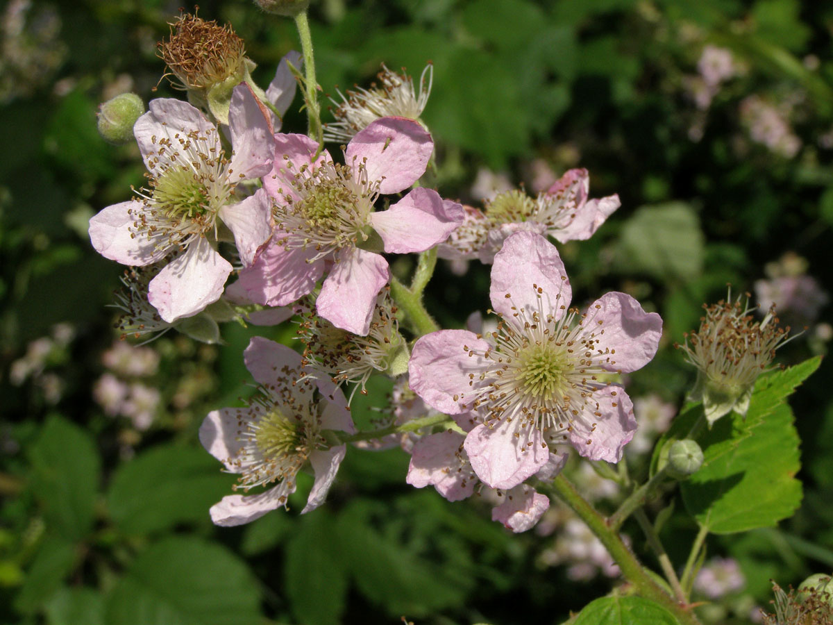 Ostružiník křovitý (Rubus fruticosus agg.)