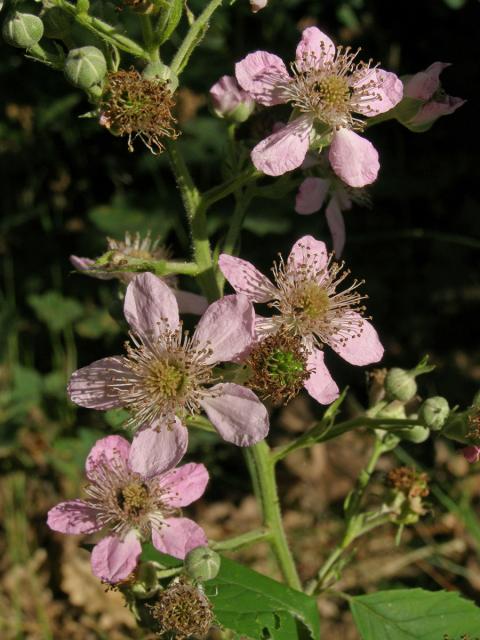 Ostružiník křovitý (Rubus fruticosus agg.)