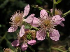 Ostružiník křovitý (Rubus fruticosus agg.)