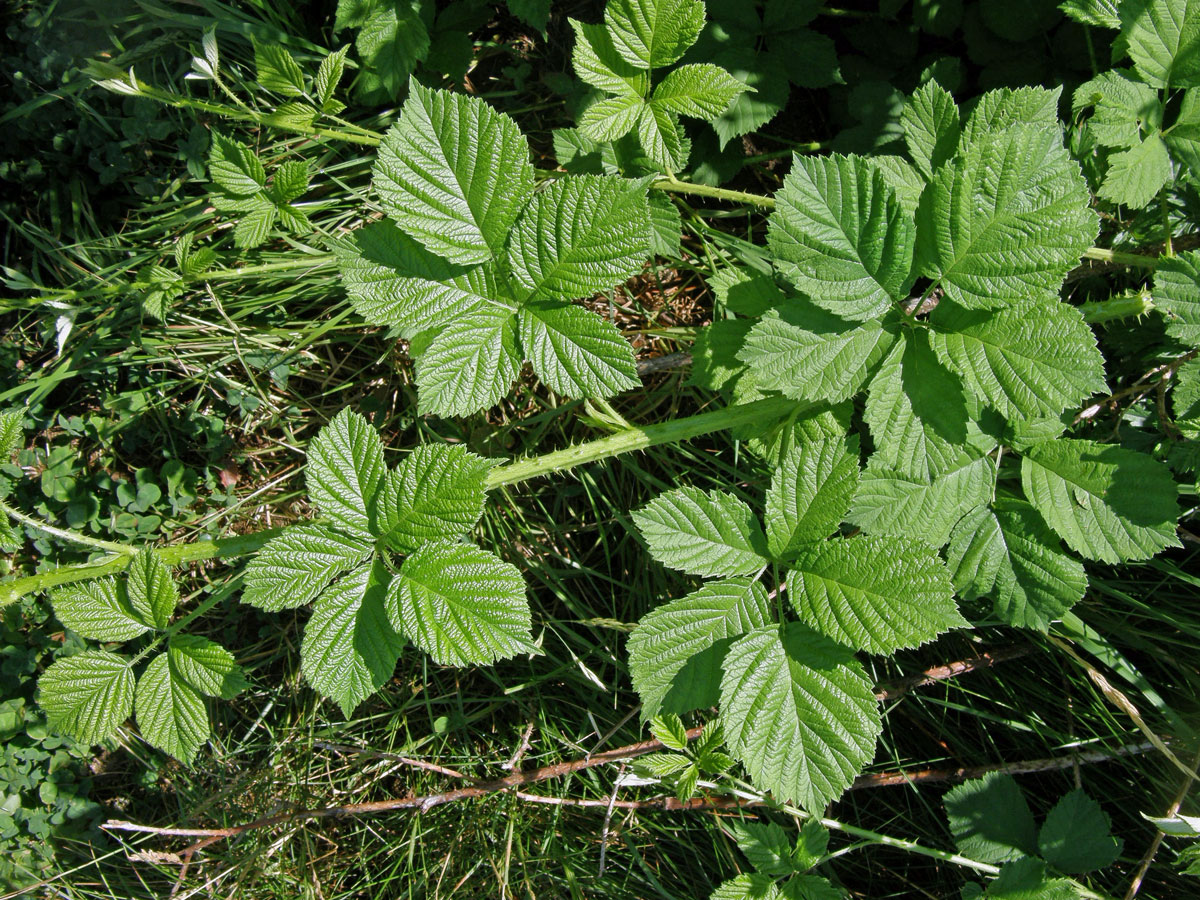 Ostružiník křovitý (Rubus fruticosus agg.)