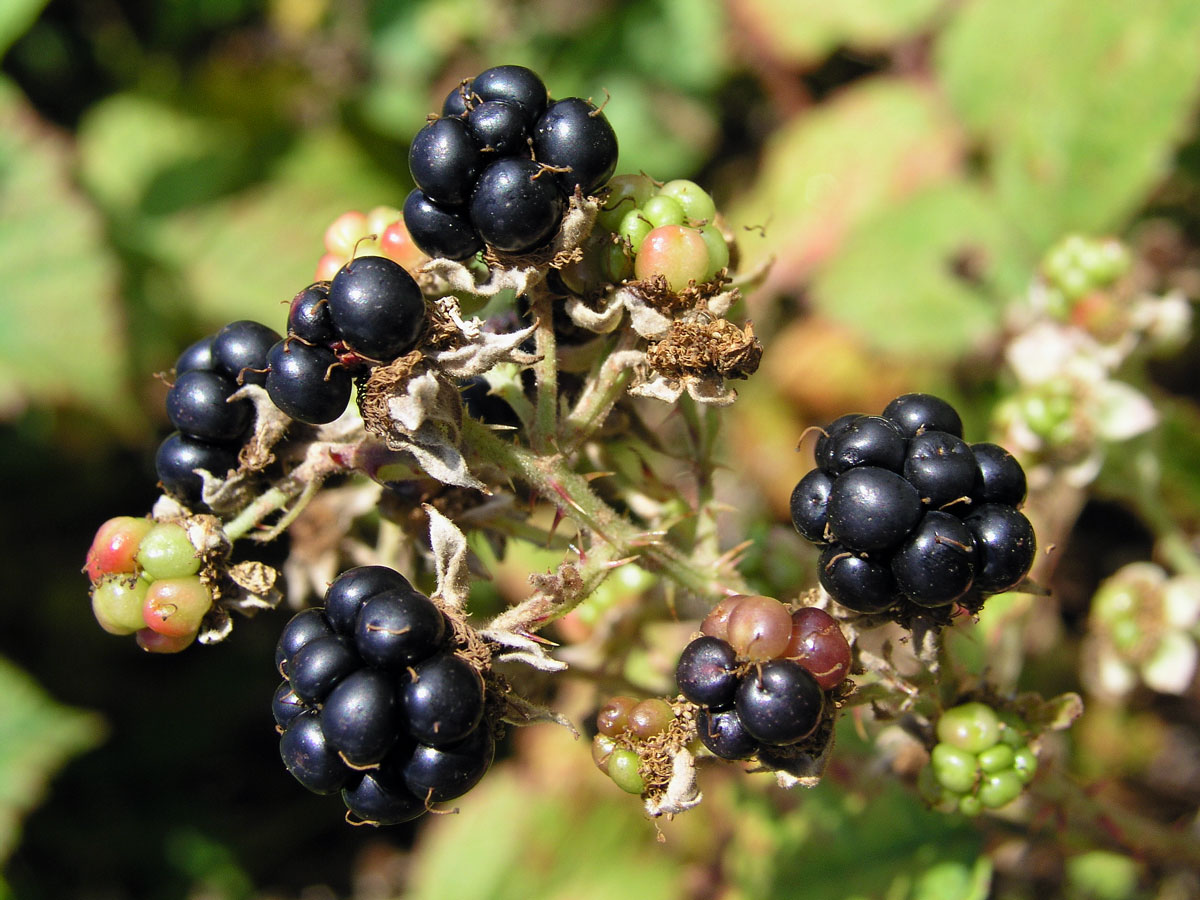 Ostružiník křovitý (Rubus fruticosus agg.)