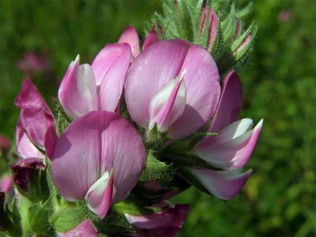 Jehlice rolní (Ononis arvensis L.)