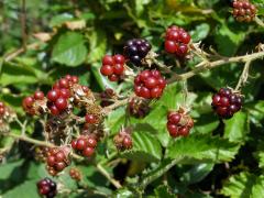 Ostružiník křovitý (Rubus fruticosus agg.)