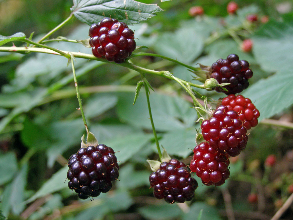 Ostružiník křovitý (Rubus fruticosus agg.)