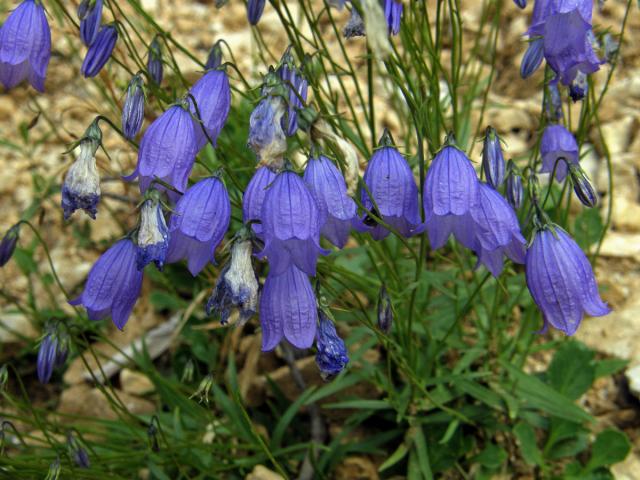 Zvonek trsnatý (Campanula cespitosa Scop.)