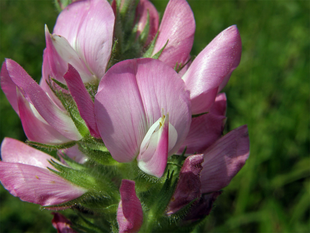 Jehlice rolní (Ononis arvensis L.)