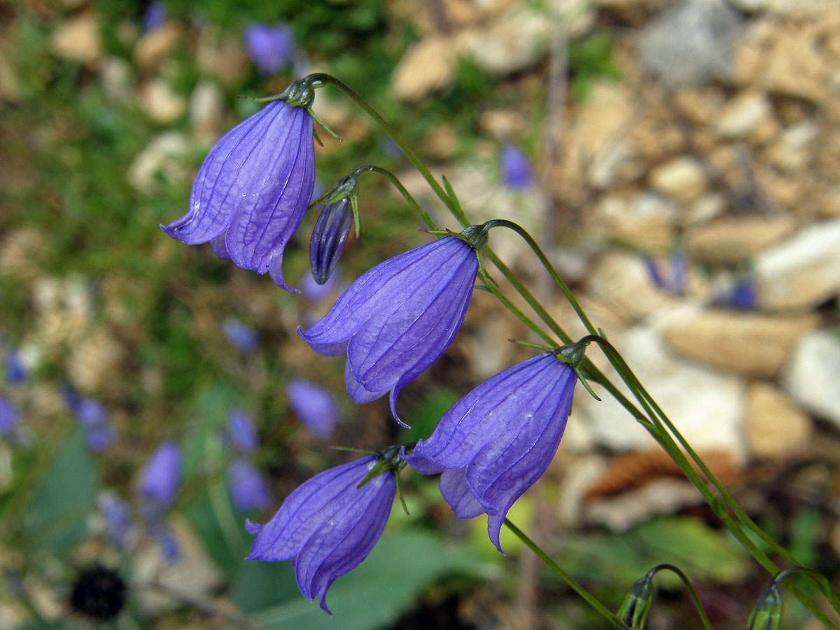 Zvonek trsnatý (Campanula cespitosa Scop.)