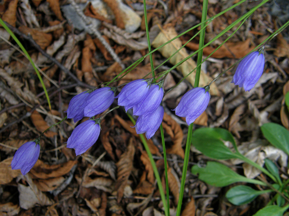 Zvonek trsnatý (Campanula cespitosa Scop.)