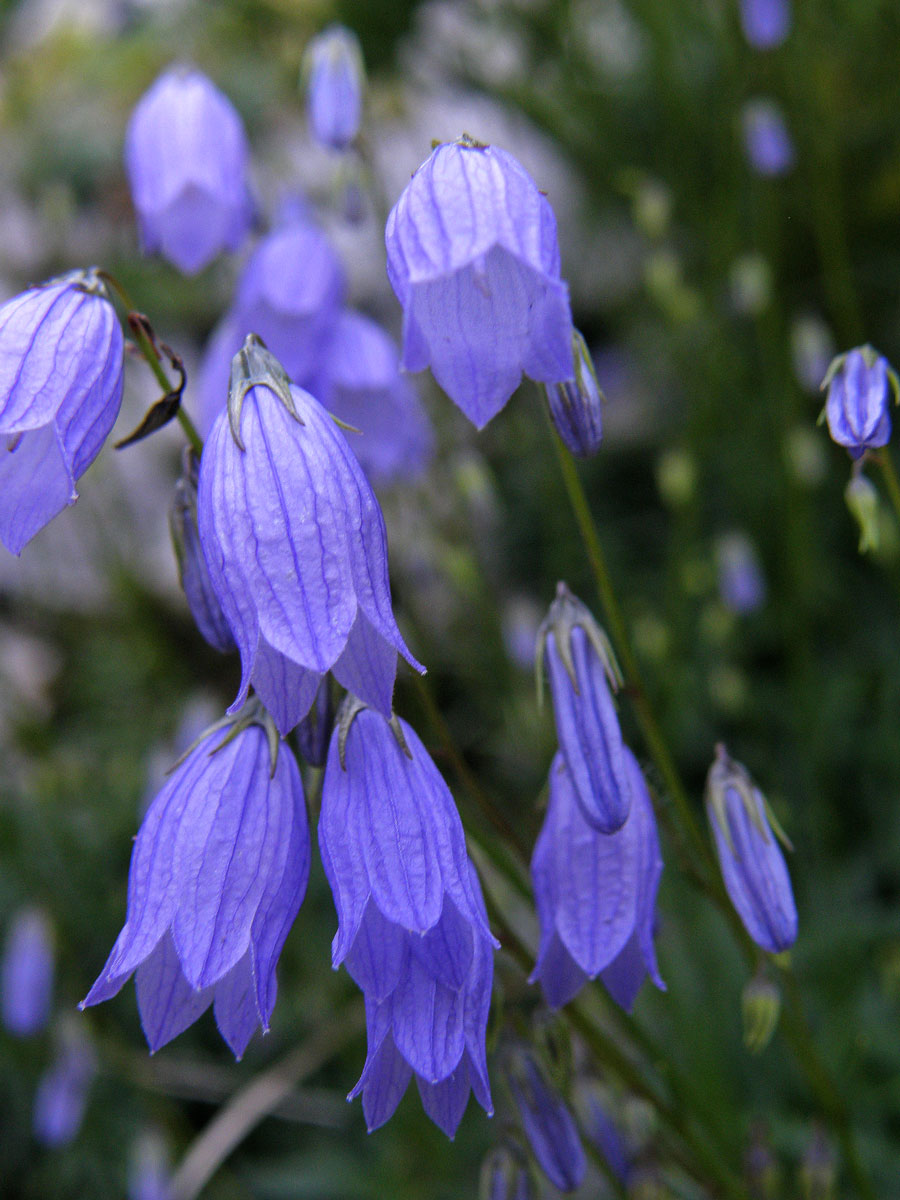 Zvonek trsnatý (Campanula cespitosa Scop.)