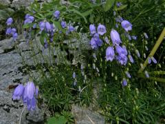 Zvonek trsnatý (Campanula cespitosa Scop.)