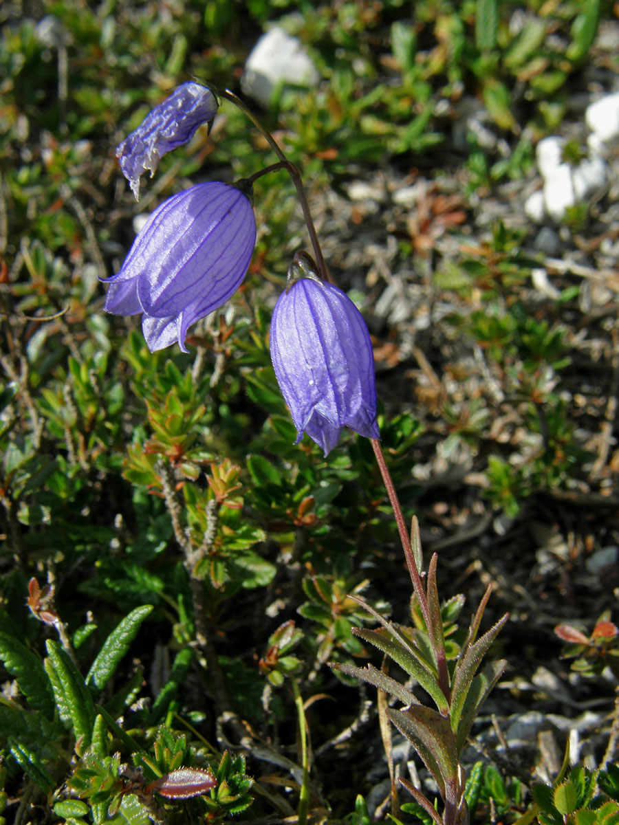 Zvonek trsnatý (Campanula cespitosa Scop.)